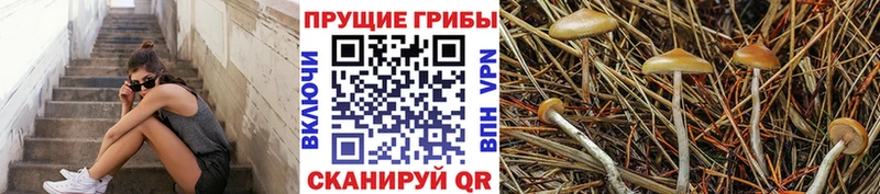 Псилоцибиновые грибы Psilocybine cubensis Ветлуга
